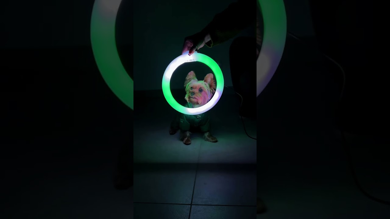 Кольцевая светодиодная Led RGB лампа диаметром 26см с эффектом 3D на штативе 2.1м