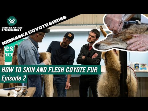 Nebraska Coyote Series | How to Skin and Flesh Coyote Fur - Episode 2