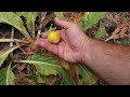 Mandrake Fruits - How I Eat  - Mandragora officinarum Rare Fruit Plant