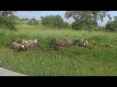 04/02/17 Satara S100 ..#wildlife #animals #krugersouthafrica #lionkill