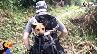 Guys Hike For Hours To Save Dog When Everyone Said It Couldn't Be Done | The Dodo by The Dodo