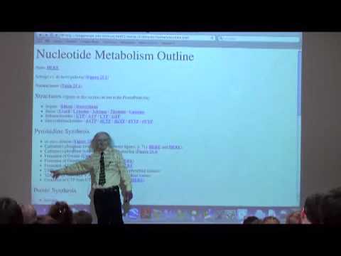 Nucleotide Metabolism I