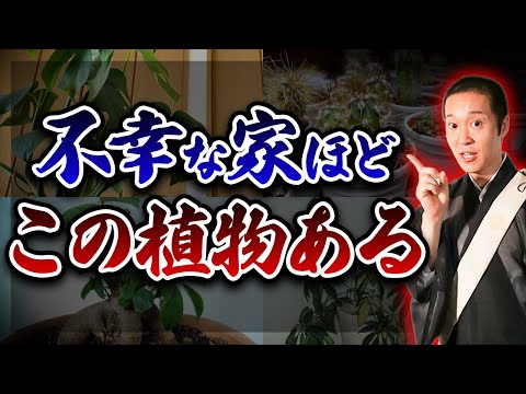 2023年に太陽の下でどの観葉植物を選ぶべきか