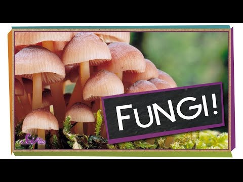 , title : 'Fungi: Why Mushrooms Are Awesome | Biology for Kids'