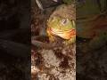 Pixie Frog Swallows