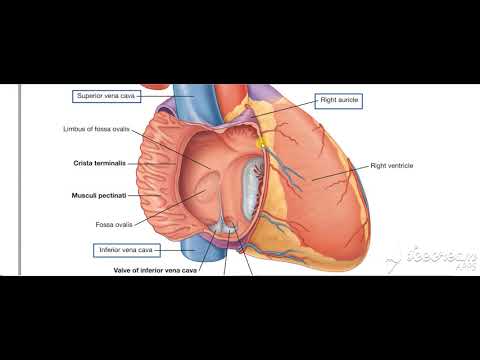 Right Atrium 2