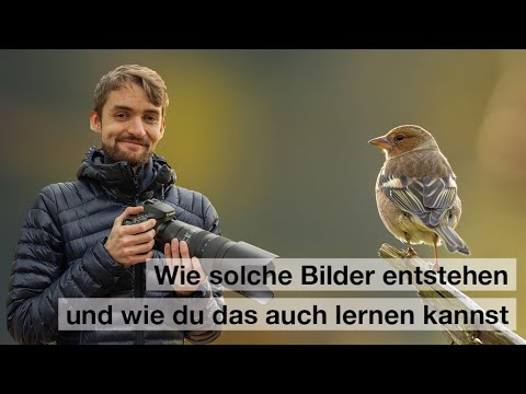 VÖGEL fotografieren | +Workshops Naturfotografie (AUSBLICK 2024)