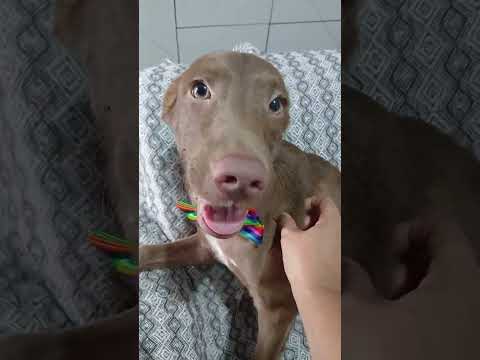 Vídeo de Matteo
