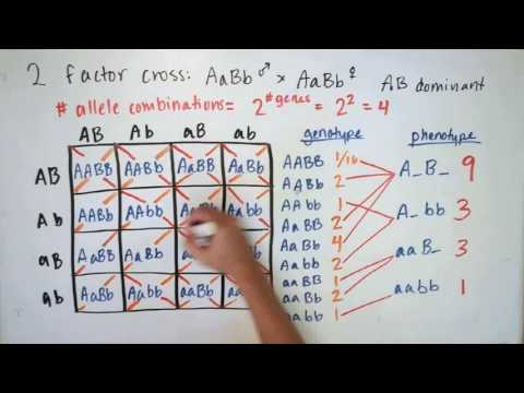 Probability and Mendelian Genetics
