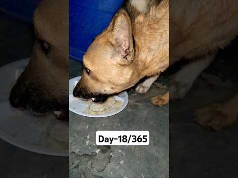 Day-18/365 Humanity #365daysgoodchallenge #doglover #viral #explore #vishalhelpingguide