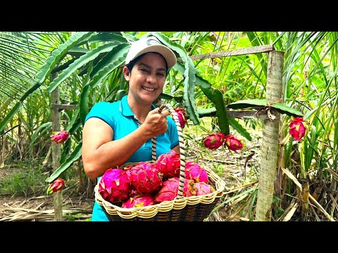 I planted pitayas on the farm, come and learn the step-by-step cultivation process to harvest lot...