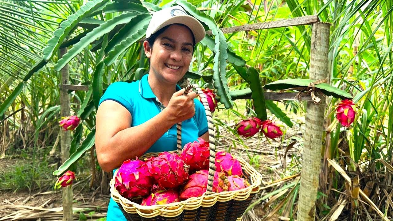 I planted pitayas on the farm, come and learn the step-by-step cultivation process to harvest lot...