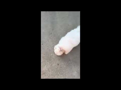 Perros Coton de Tulear en venta