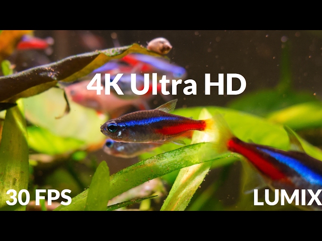 4K Ultra HD: Tropical Fish Aquarium
