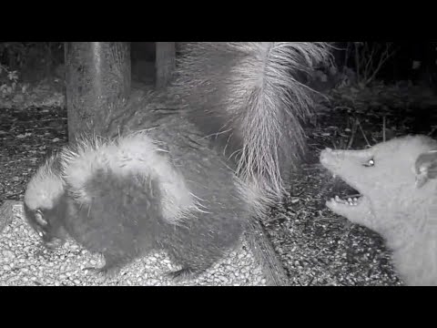 Squiggles the Skunk vs an Opossum or 3 A M  Mayhem at BWHQ