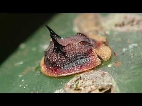 東マダガスカルの昆虫の多様性