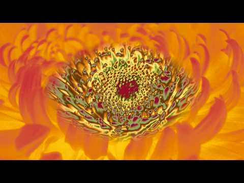 Sing hallelujah to the Lord - Lyrics - Opwekking 68