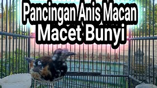 Download lagu Anis Macam Suara Merdu Pancingan Anis Macan Ngeriwik mp3