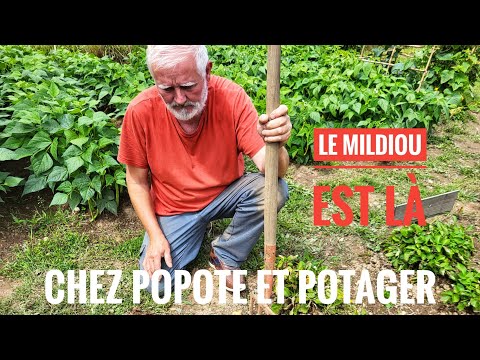 COMMENT COMBATTRE LE MILDIOU?