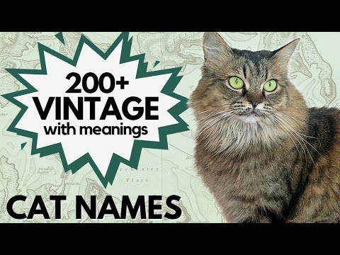 Unique Vintage Cat Names | Boy and Girl Cat Names | Traditional Vintage Cat Names