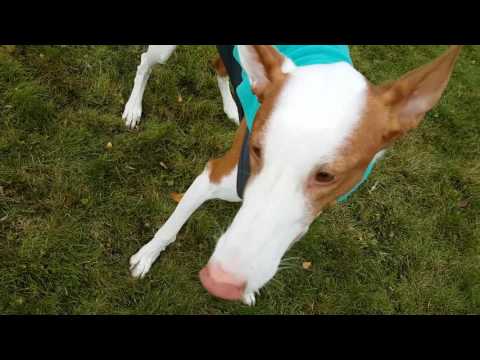 Happy Ibizan Hound