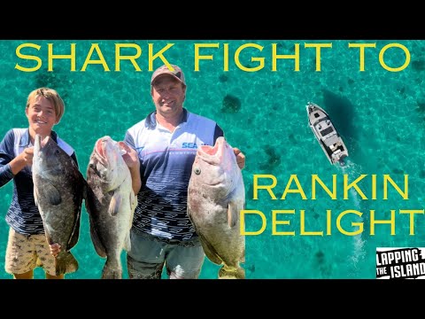 Shark Fight to Rankin Delight