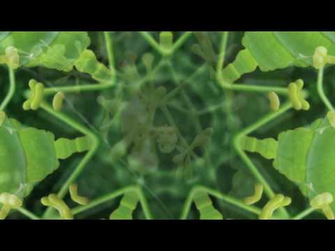 Canto Al Cielo Divino