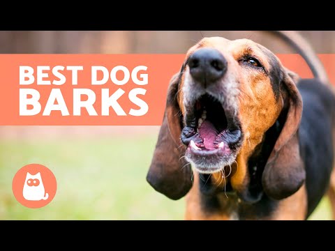 BEST Videos of DOGS BARKING REALLY LOUD ???????? Very Funny Dog Barking Comp!