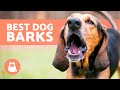 BEST Videos of DOGS BARKING REALLY LOUD 🐶🔊 Very Funny Dog Barking Comp!
