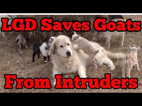 Livestock Guardian Dog Saves Goats From Intruders Video