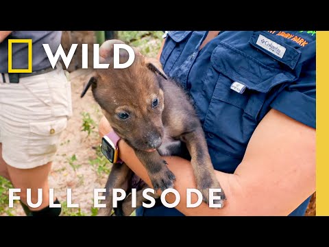 Red Wolf Pups | Secrets of the Zoo: Tampa | Nat Geo Animals