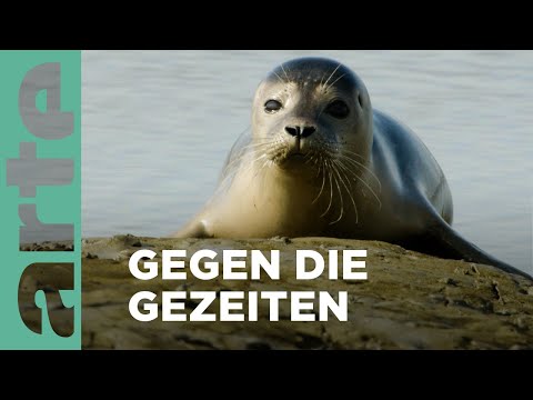 Das Wattenmeer, Europa | Mal Meer, mal Land | ARTE Family