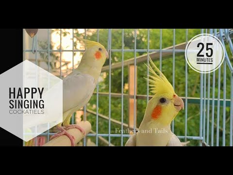 Happy Singing Cockatiel | Make your Cockatiel Sing & Chirp #birds #cockatiel #singer #funny #cute