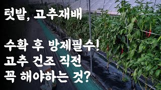 텃밭, 고추 재배 / 수확 후 방제 필수! / 고추 건조 직전 꼭 해야 하는 것?