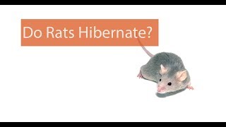 Do Rats Hibernate In The Winter?