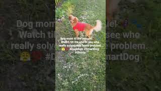 Goldendoodle vs. Fence: Mom to the rescue! 🦸‍♀️ #Goldendoodle #DogMomlLife #DogShorts #CuteDogs
