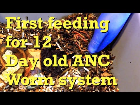 1st feeding & check-in on ANC worms & their cocoon nursery - vermicompost