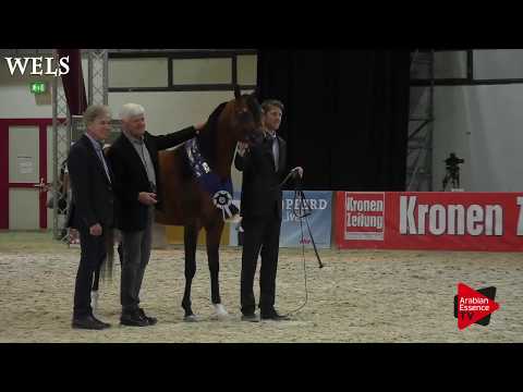 N.64 ELSHAAN - Wels 2018 - International Junior Colt Championship BRONZE