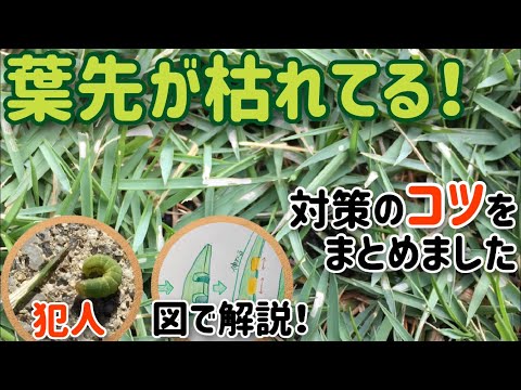 芝生に幼虫がいるかどうかはどうやってわかりますか?特定、治療、予防  庭園