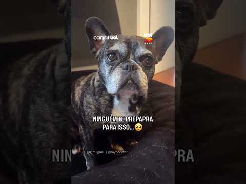 Tutora mostra envelhecimento de cachorrinha e se emociona