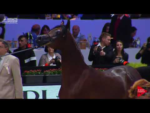 N.81 HATEM ATHBAH - Paris 2017 - Yearling Colts (Class CM4B)