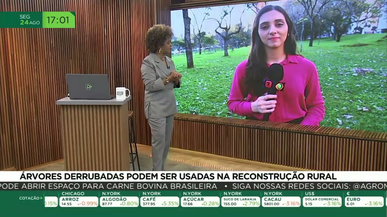 Árvores derrubadas podem ser usadas na reconstrução rural