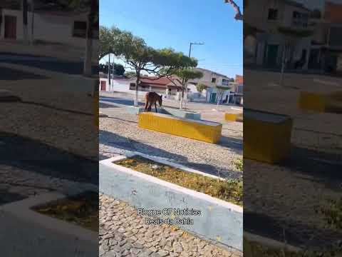 #Bahia #Nordeste #queimadas Espanta Gado