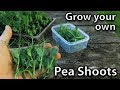How to Grow Pea Shoots - EASY and PRODUCTIVE!