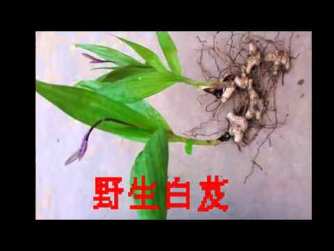 中药白芨功效, 中药白芨价格, 白芨的功效与作用