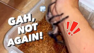 TARANTULA still TOO EXCITED after MEETING HIS GIRLFRIEND !!!