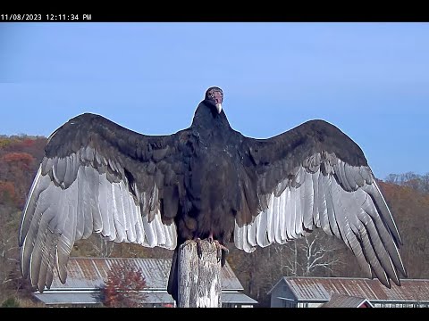 NCTC Eagle Nest.A pair of Turkey vultures visit an eagle's nest.😍8.11.2023