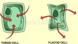 Turgor Pressure