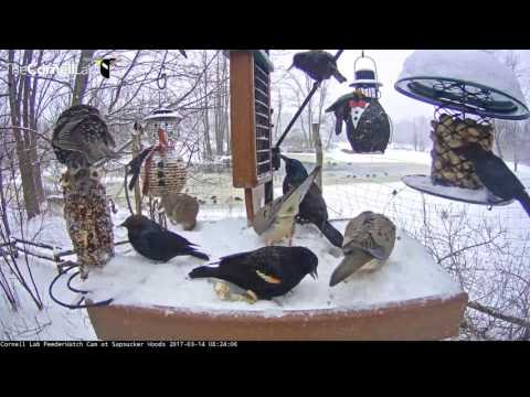 Snowy Morning, Busy Feeders – March 14, 2017