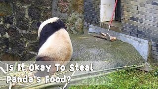 Is It Okay To Steal Panda’s Food? Yes, Cuz This One Is On Diet | iPanda